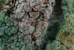 Paranectria oropensis