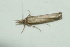 Pediasia trisecta