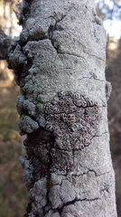Lecanora hybocarpa
