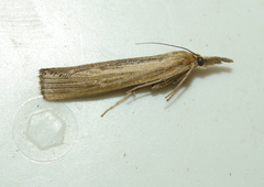 Pediasia trisecta