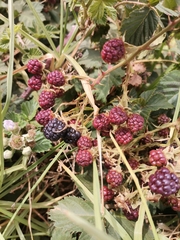 Rubus affinis