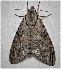 Psilogramma casuarinae