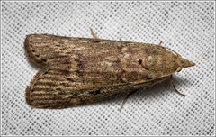 Heteromicta pachytera