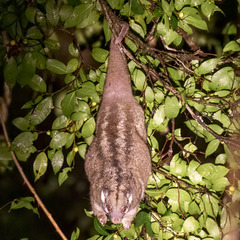 Pseudochirops archeri
