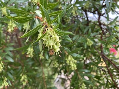Escallonia cordobensis