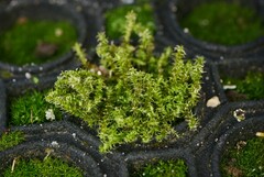 Rhytidiadelphus squarrosus