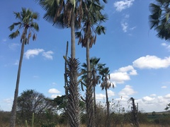 Copernicia prunifera