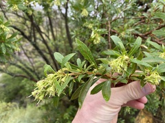 Escallonia cordobensis