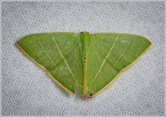 Urolitha bipunctifera