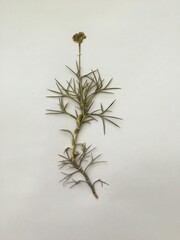 Sisymbrium orientale