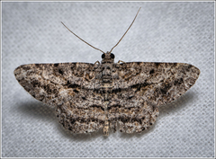 Psilalcis isombra