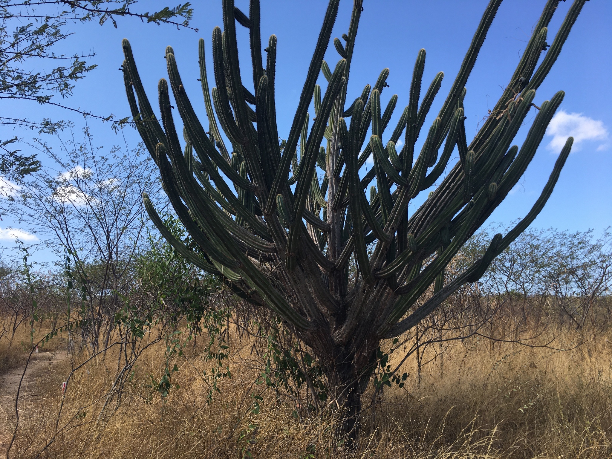 Pilosocereus catingicola