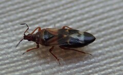 Anthocoris