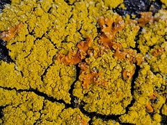Xanthomendoza fallax