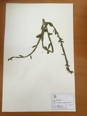 Baccharis sagittalis