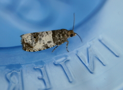 Notocelia rosaecolana