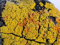 Xanthomendoza fallax