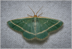 Mixocera latilineata