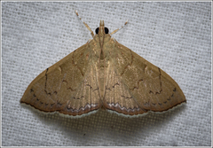 Hyalobathra crenulata