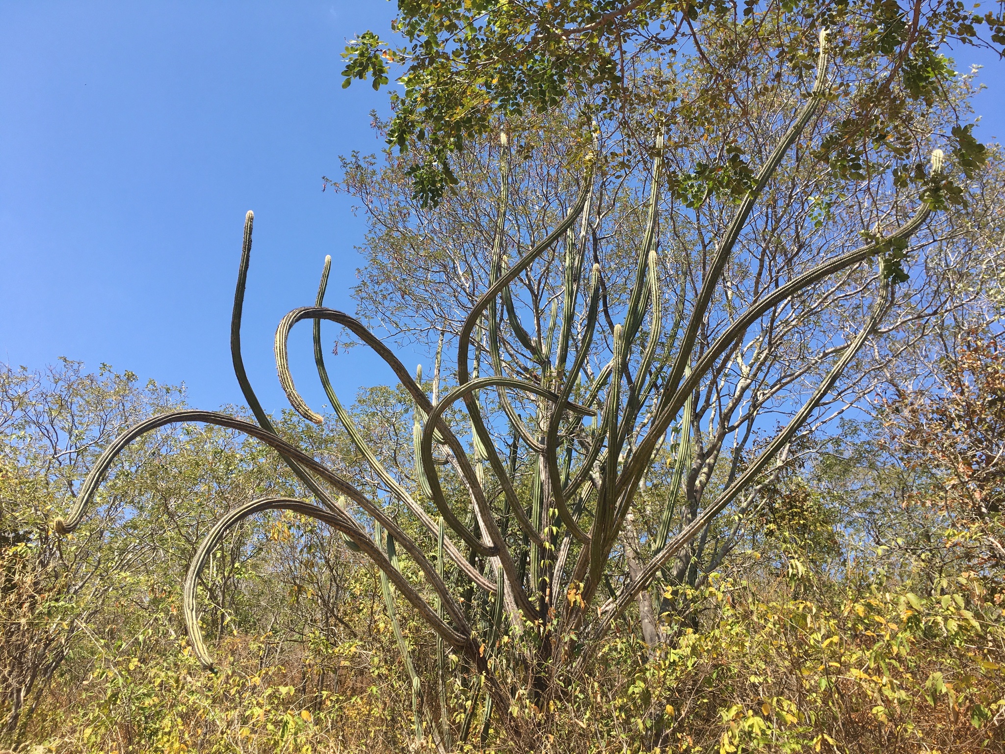 Pilosocereus catingicola
