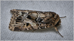 Spodoptera umbraculata