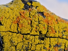 Xanthomendoza fallax