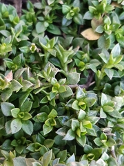 Arenaria serpyllifolia