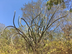 Pilosocereus
