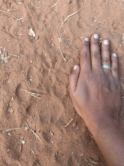 Panthera pardus fusca