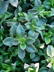 Arenaria serpyllifolia