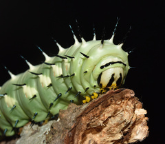 Lophostethus dumolinii