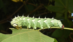 Lophostethus dumolinii