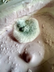 Penicillium