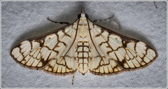 Aphytoceros lucusalis