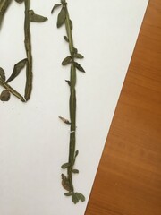 Baccharis sagittalis