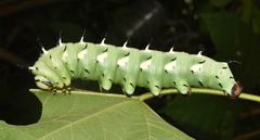 Lophostethus dumolinii