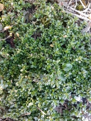 Arenaria serpyllifolia