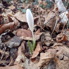 Crocus vernus