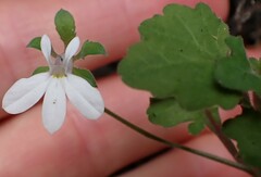 Lobelia pubescens