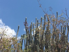 Cereeae