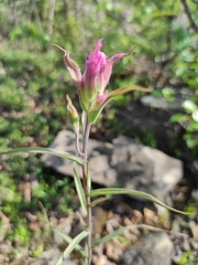Castilleja rubra