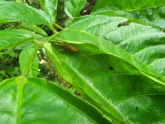 Dinomunda
