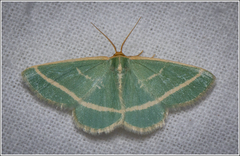 Mixocera latilineata