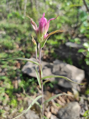Castilleja rubra (Castilleja rubra)