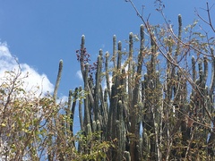 Cereeae