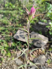 Castilleja rubra