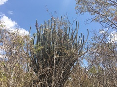 Cereeae