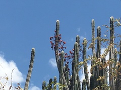 Cereeae