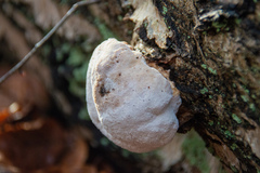 Reticularia lycoperdon