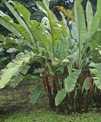 Heliconia pogonantha